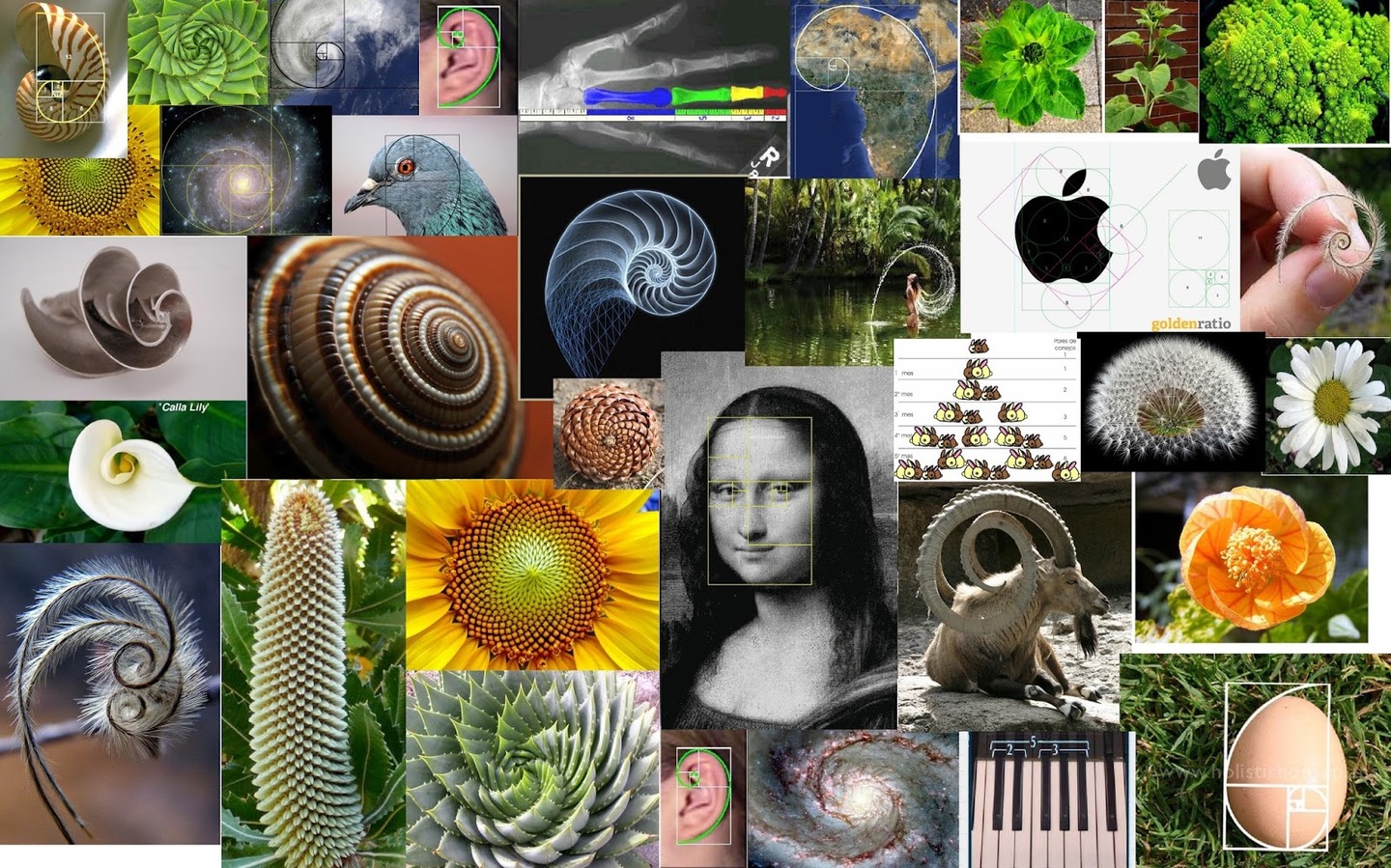 o que é a sequência de fibonacci?