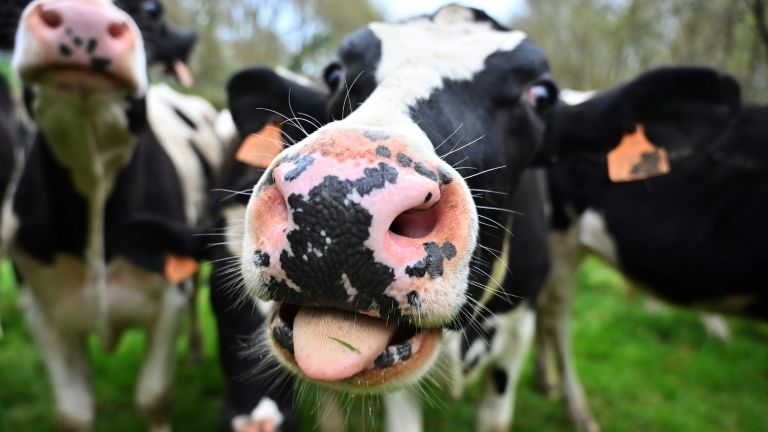 por que cavalos precisam de ferraduras e vacas não?