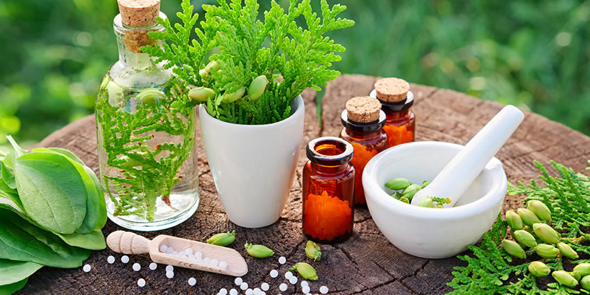 plantas medicinais e fitoterápicos